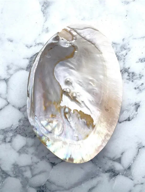 İstiridye Tütsülük - İncili Deniz Kabuğu - Macabe